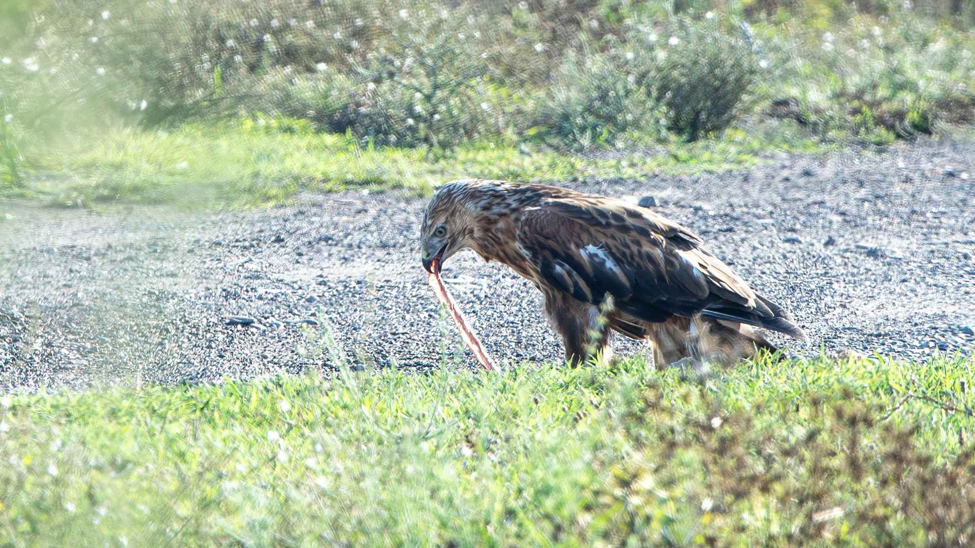 Long-legged Buzzard